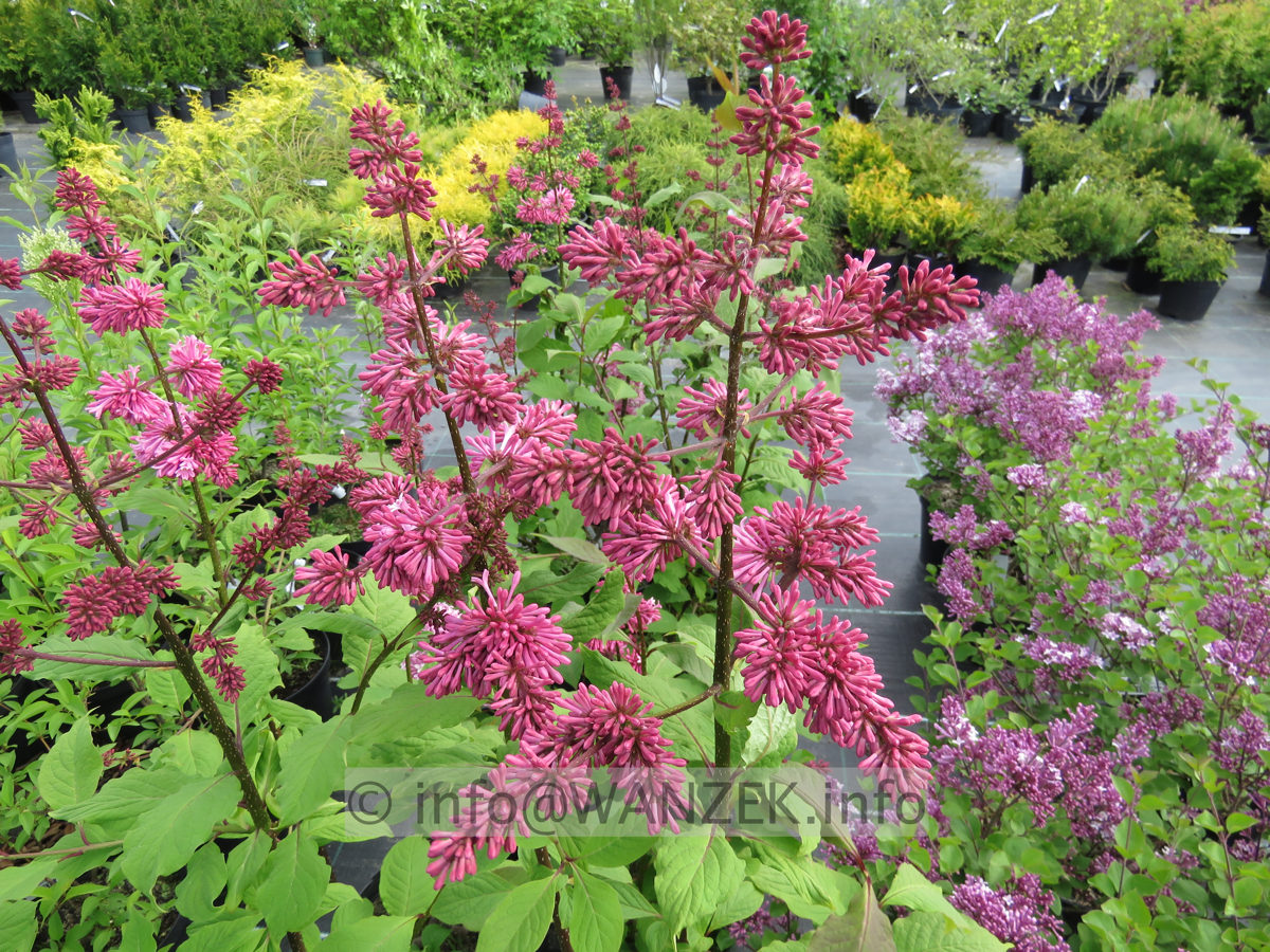 Syringa prestoniae Miss Canada 01a.JPG